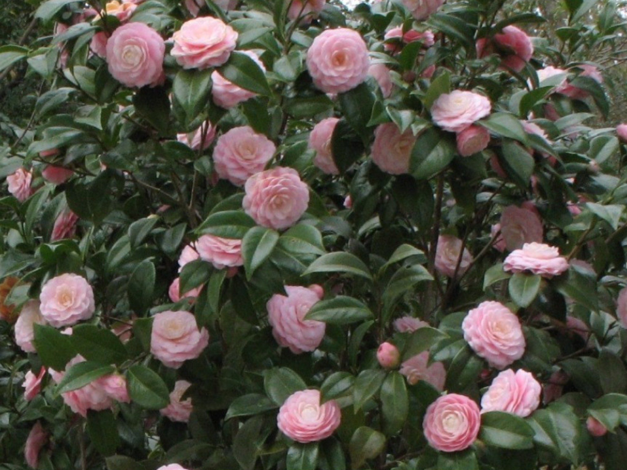 Online Plant Guide Camellia japonica 'Pink Perfection' / Pink